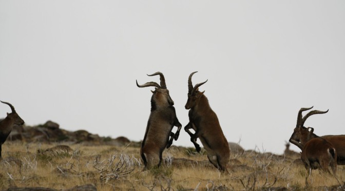 Lucha de machos cabríos en la Sierra de Gredos