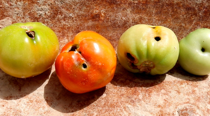 tuta-del-tomate