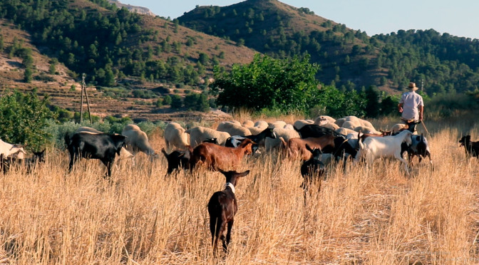 ganado-de-ovejas-y-cabras-españa-2019