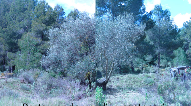 restaurando-olivo-centenario-lavaiol