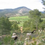 El rebaño pasta tranquilamente en el Alt de Cárdenes. Su dueño, José Amat, el Guiña, uno de los últimos pastores de la localidad.