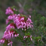 erica multiflora - brezo - bruc d'hivern o cepell