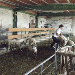 02. Una a una las ovejas son sujetadas por el trabador.
