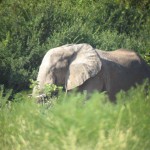 Elefante comiendo hierba.