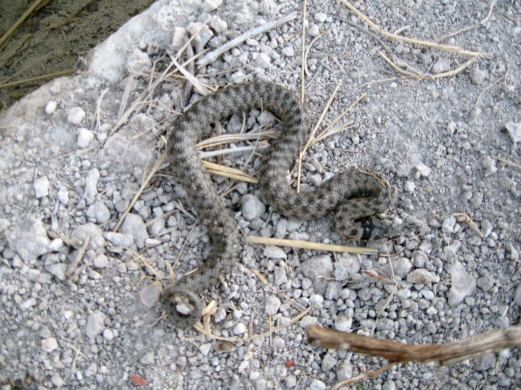 Los ofidios del Paisaje Protegido Serra del Maigmó y Serra del Sit