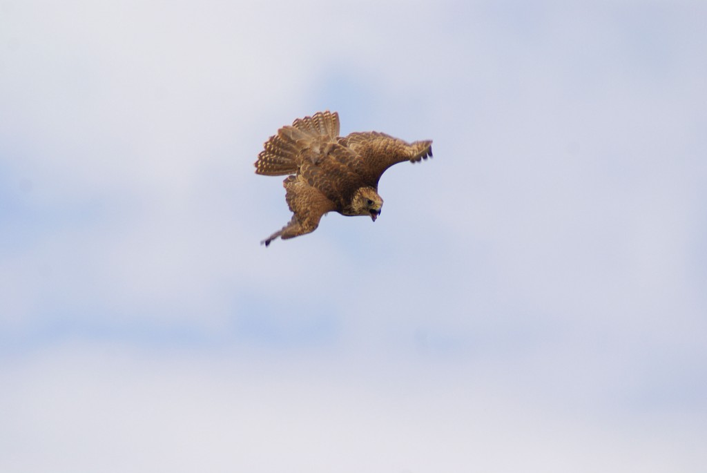 Vuelo y métodos de caza de nuestras rapaces (II): el halcón peregrino, el águila  real y el buitre leonado  - Noticias de actualidad de  Petrer y su comarca