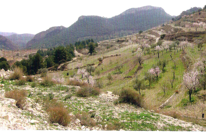 En los Chaparrales, las diferentes repoblaciones y el ya secular abandono de los usos tradicionales del monte, han cambiado sustancialmente el paisaje descrito por los ingenieros de montes en el s.XIX.